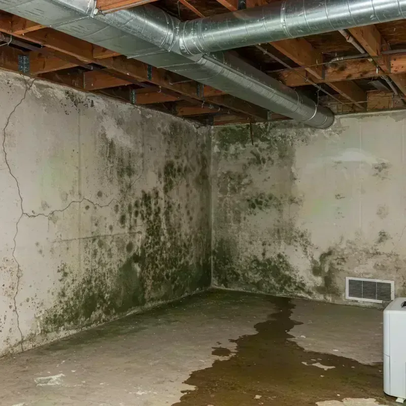 Professional Mold Removal in Campbellsport, WI